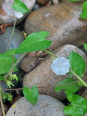 Ipomoea biflora