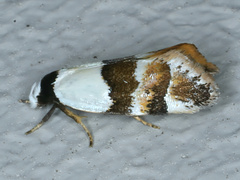 Euphiltra eroticella