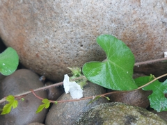 Ipomoea biflora