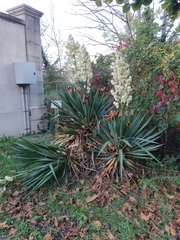 Yucca gloriosa