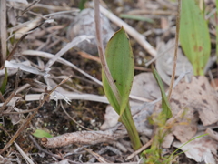 Thelymitra crinita