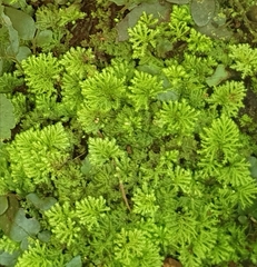 Hypnodendron
