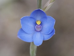 Thelymitra crinita