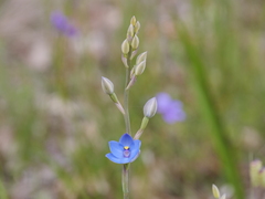 Thelymitra crinita