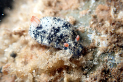 Hypselodoris saintvincentius