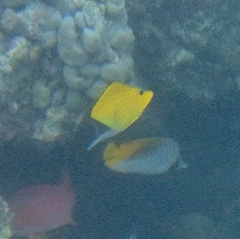 Forcipiger flavissimus