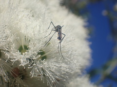 Toxorhynchites speciosus