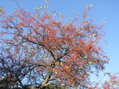 Malus baccata baccata