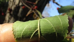 Malus baccata baccata