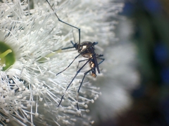 Toxorhynchites speciosus