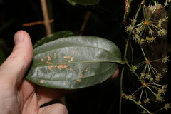 Smilax australis