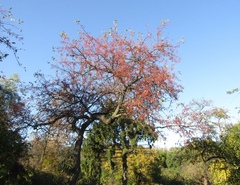 Malus baccata baccata