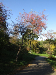 Malus baccata baccata