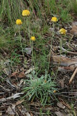 Leucochrysum albicans albicans