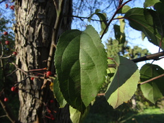 Malus baccata baccata