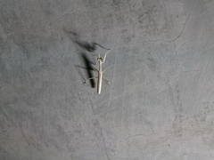 Stagmomantis