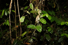 Smilax australis