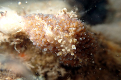 Thysanozoon brocchii