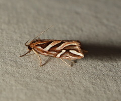 Goboea copiosana