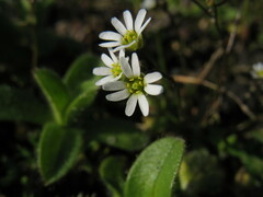 Draba verna