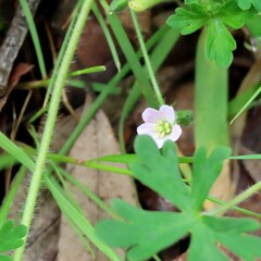 Geranium solanderi