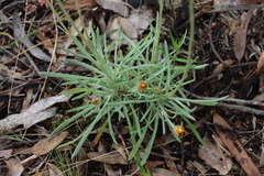 Leucochrysum albicans albicans