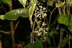 Smilax australis
