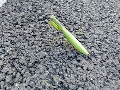 Mantis religiosa