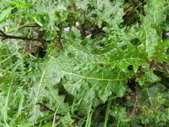 Solanum prinophyllum