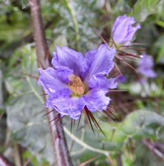 Solanum prinophyllum
