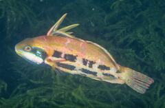 Heteroscarus acroptilus