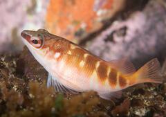 Hypoplectrodes maccullochi