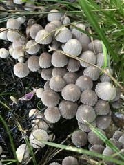 Coprinellus disseminatus