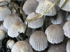 Coprinellus disseminatus