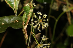 Smilax australis