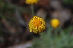 Leucochrysum albicans albicans