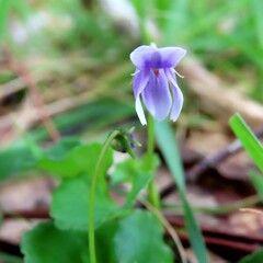 Viola hederacea
