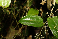Smilax australis