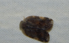 Ricaniidae