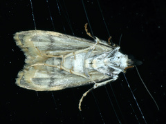 Eudonia protorthra
