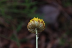 Leucochrysum albicans albicans