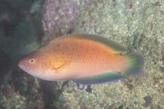 Austrolabrus maculatus