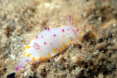 Mexichromis macropus