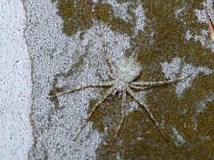 Tamopsis