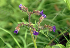 Anchusa