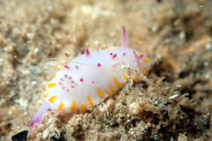 Mexichromis macropus