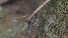 Ramulus rotundus