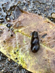 Juga plicifera