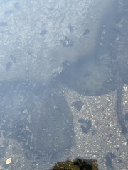 Juga plicifera