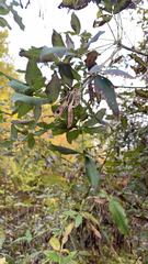 Laburnum anagyroides